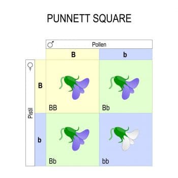 Punnett Square Practice - Monohybrid Squares