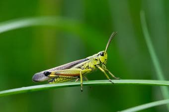 Earth Day Reading Comprehension About Animals