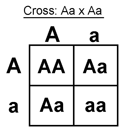 Punnett Square Practice
