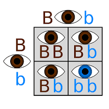 Punnett Square Practice