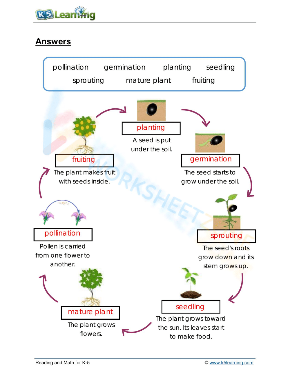 From seed to fruit - Page 2