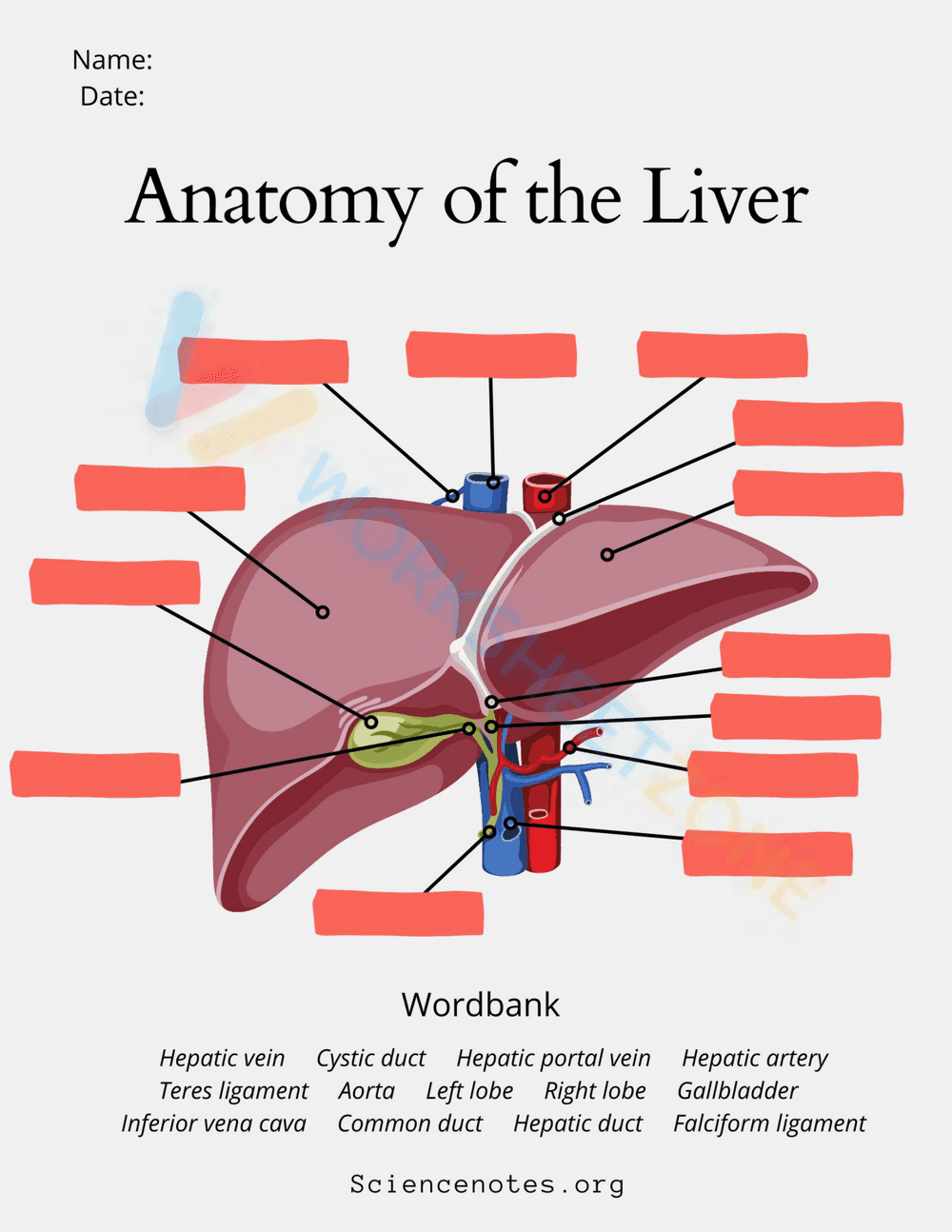 Anantomy of the liver - Page 1
