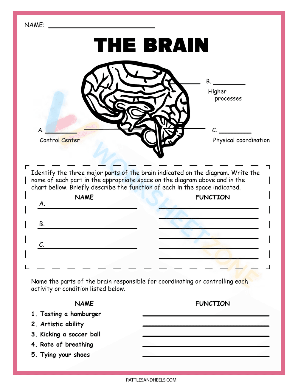 Functions of the Parts of the Brain - Page 1