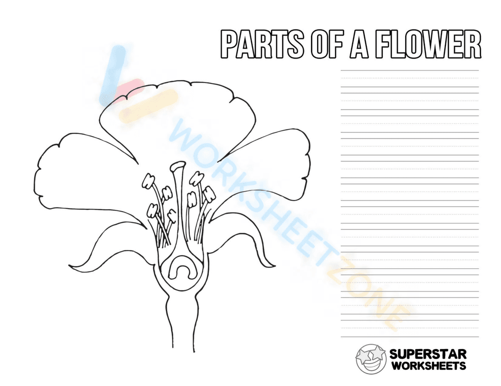 Parts of a flower - Page 1