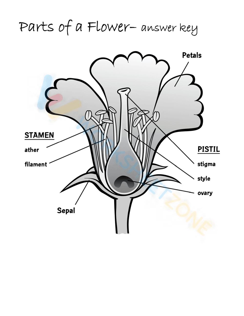 Learn Parts of a Flower with this Detailed Worksheet - Page 2
