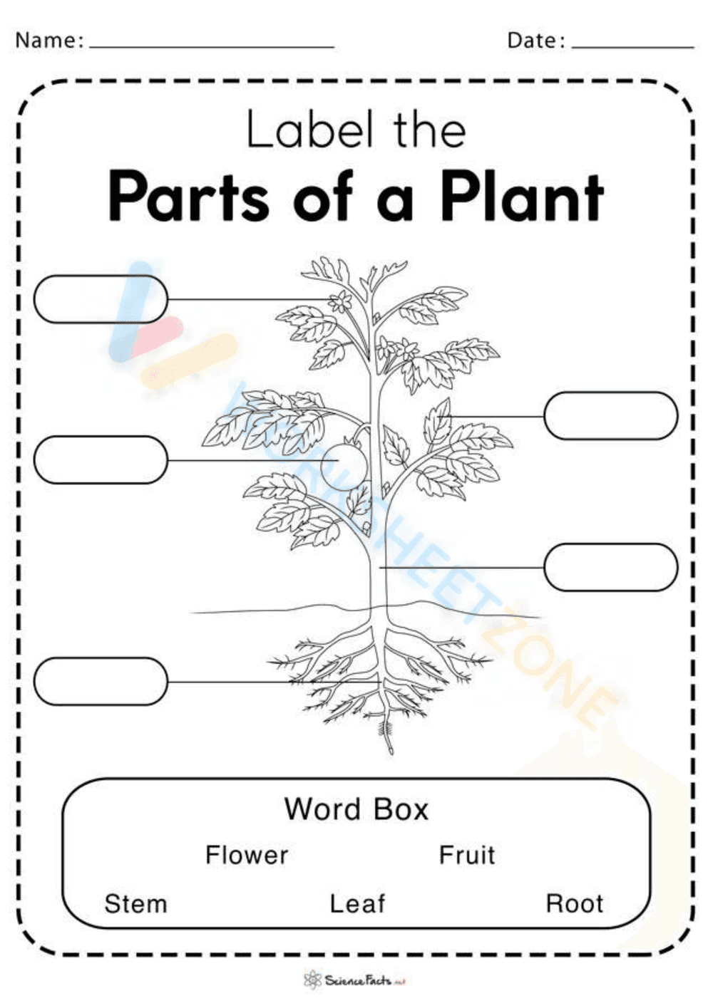 Parts of a Plant Worksheet - Page 1