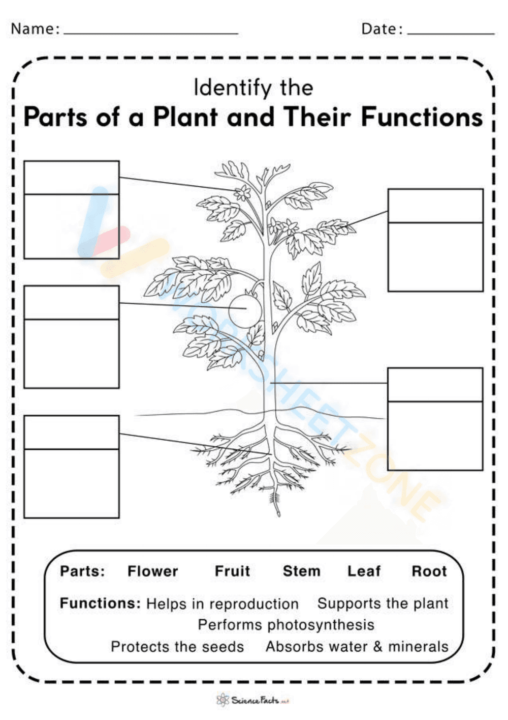 Parts of Plants and Their Functions Worksheet - Page 1