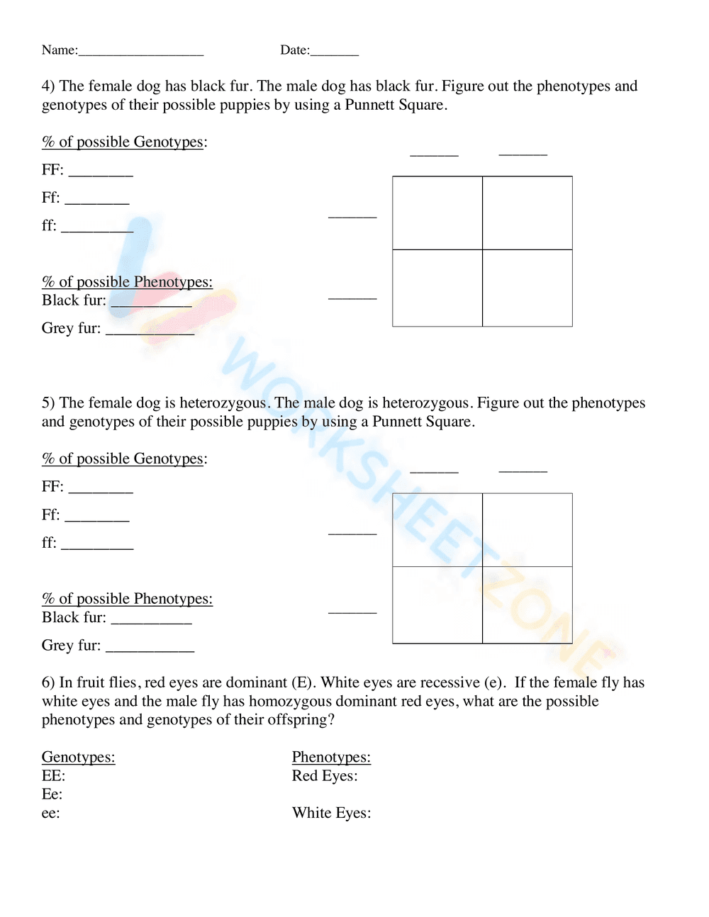Punnett square worksheet - Page 2