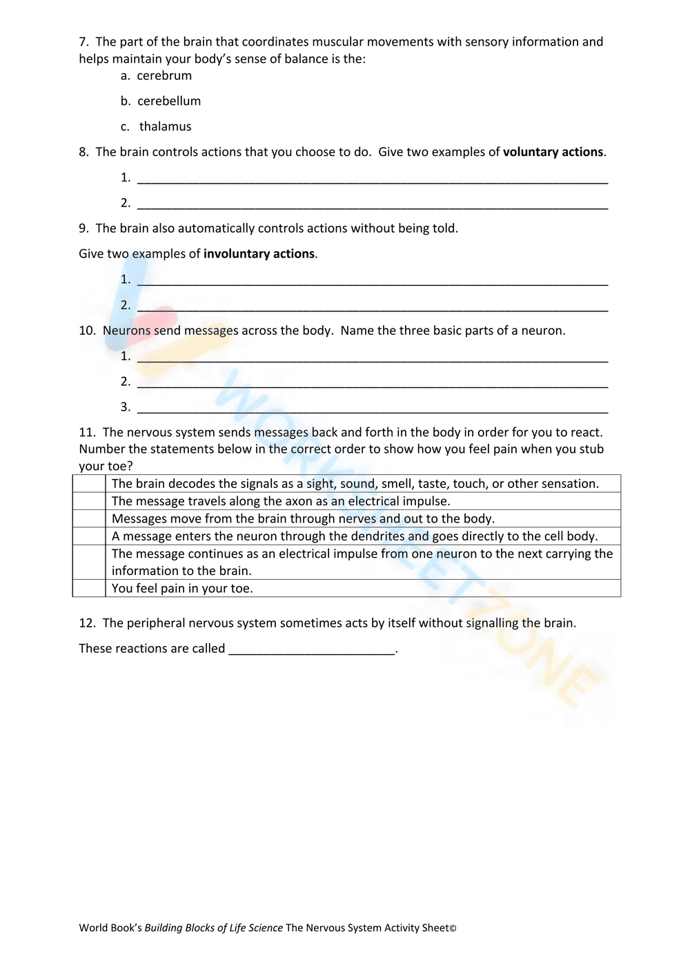 The nervous system - Page 2