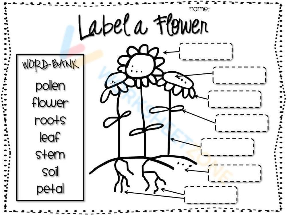 Identifying the Parts of a Flower - Page 1