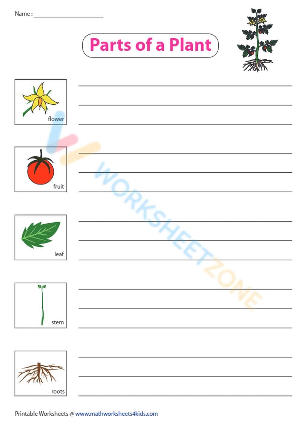 Explore the Parts of a Plant - Page 1