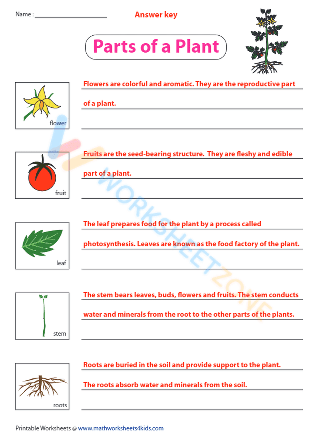 Explore the Parts of a Plant - Page 2