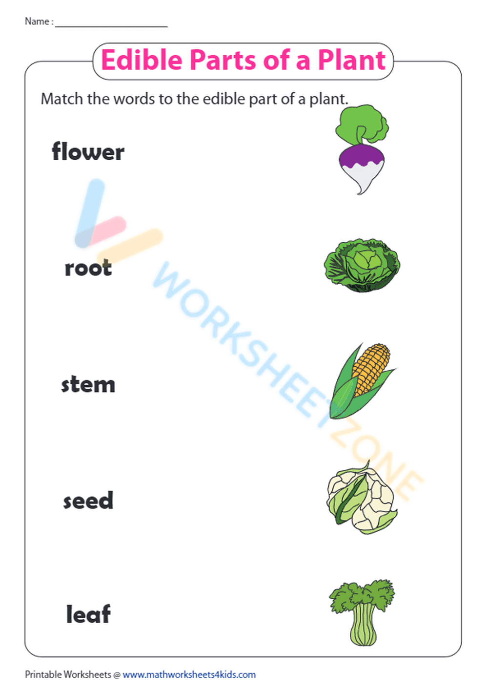 Identify the Parts of a Plant - Page 1