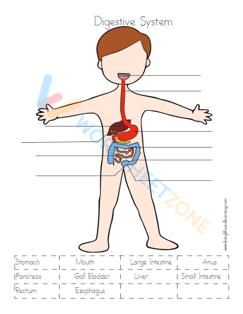 digestive system 3 - Page 1