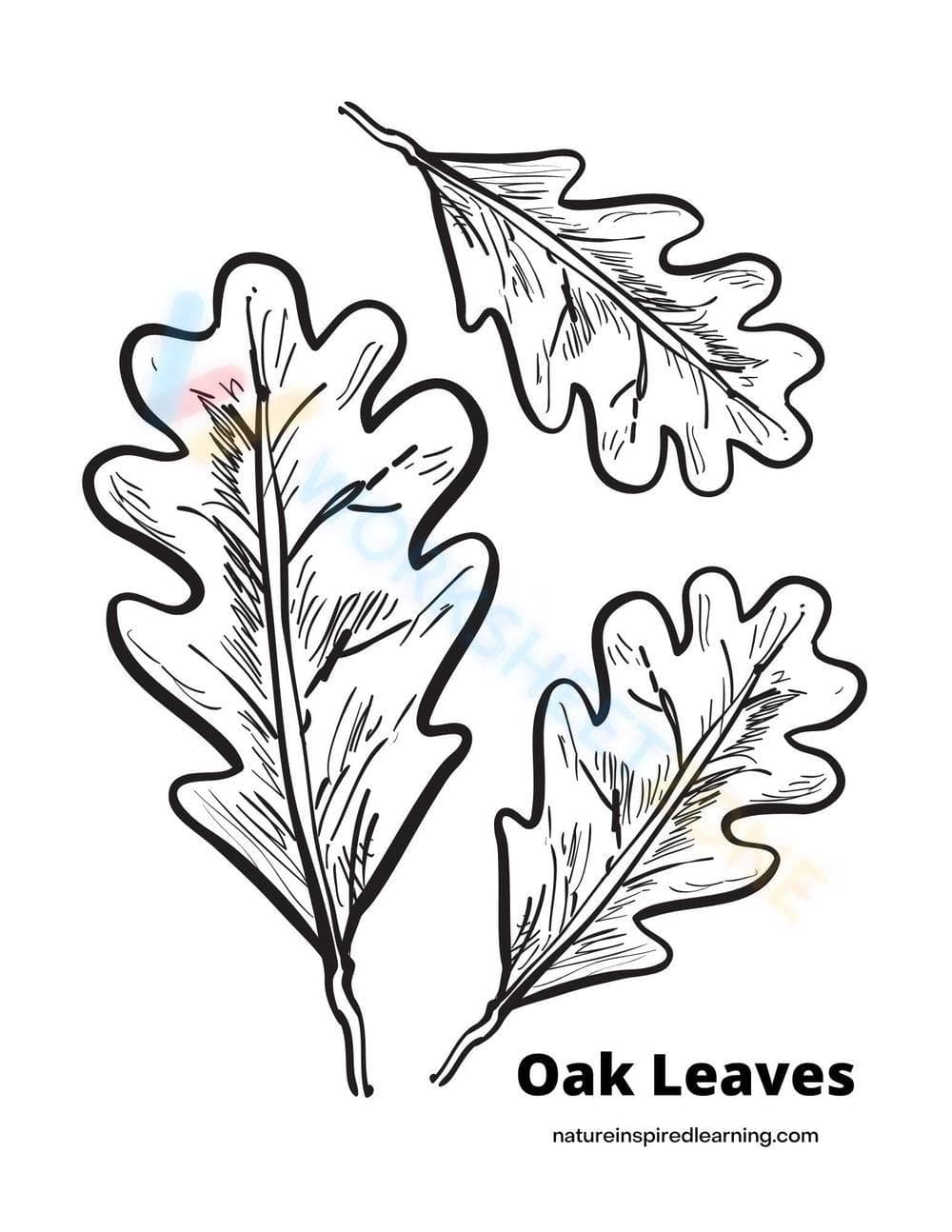 Oak Leaves - Page 1