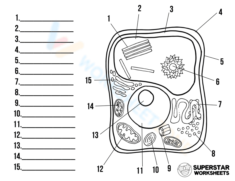 Plant Cell Labeling Worksheet - Page 1