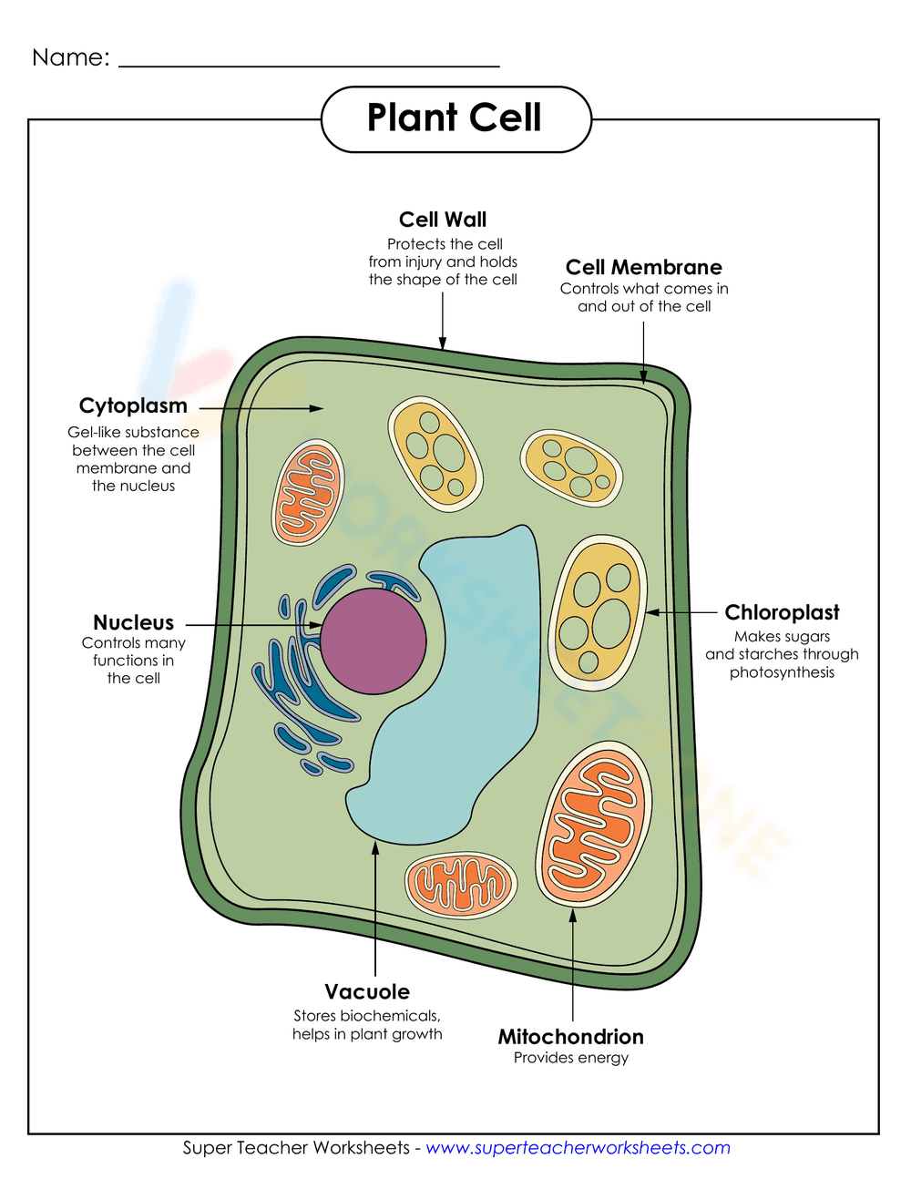 Plant Cell Structure and Function Worksheet - Page 1