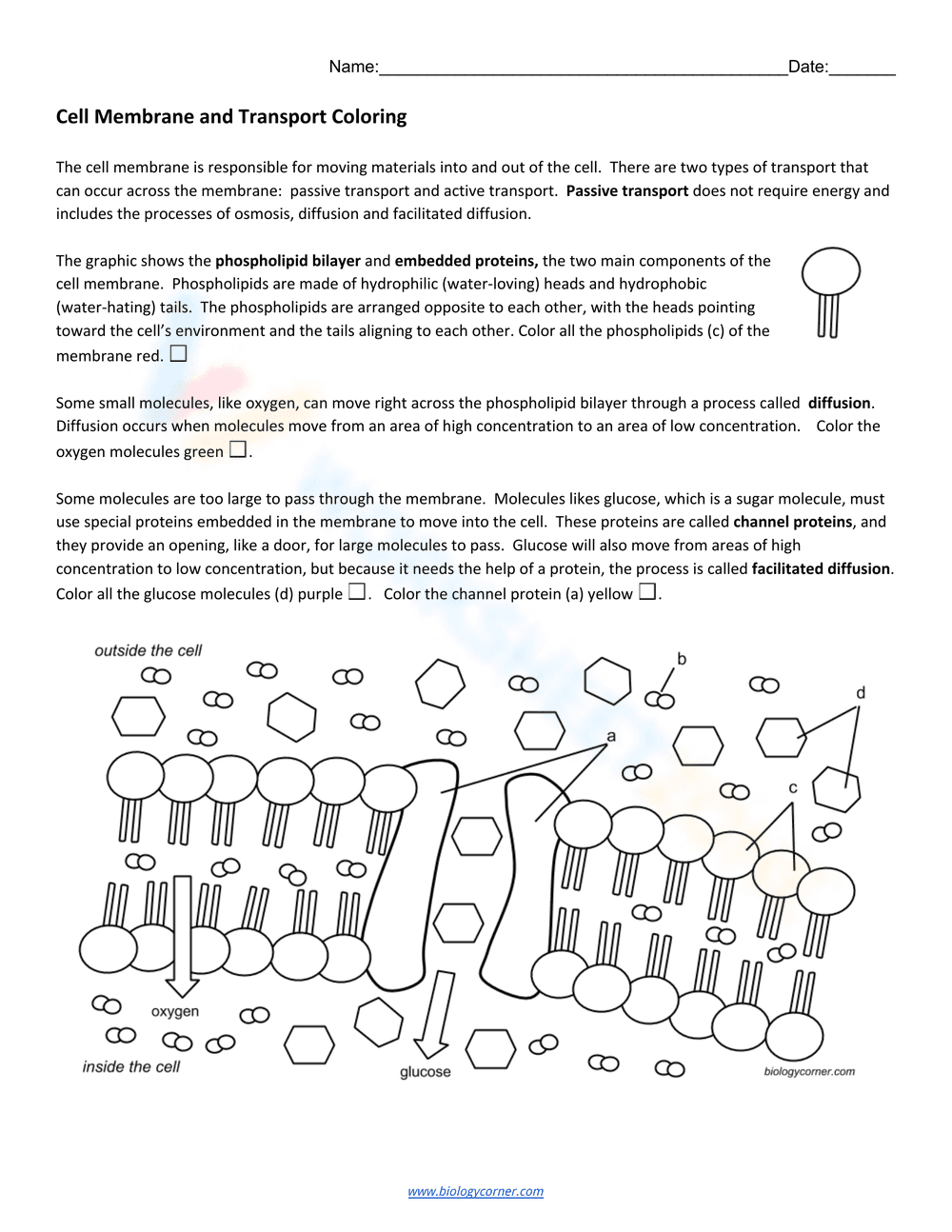 Cell Membrane and Transport - Page 1