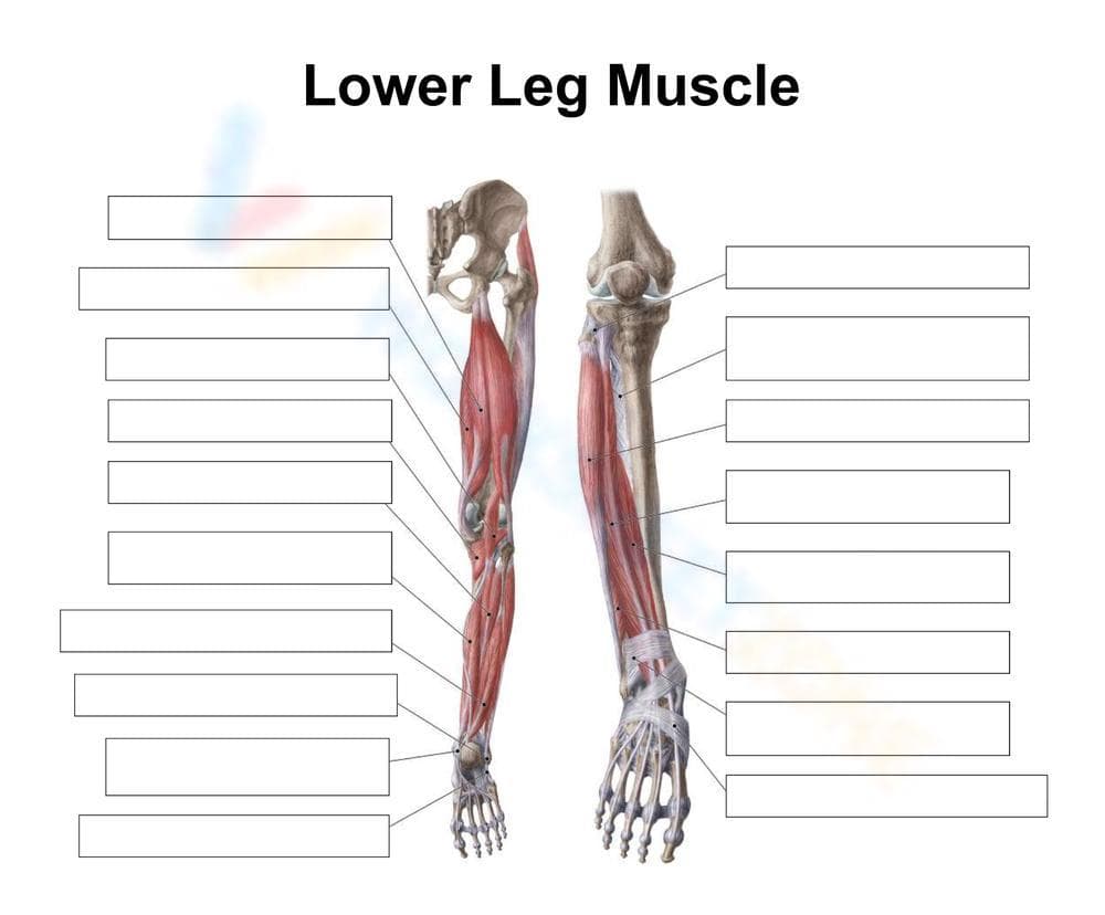 Anatomy of Lower Leg Muscles: A Detailed Guide - Page 1