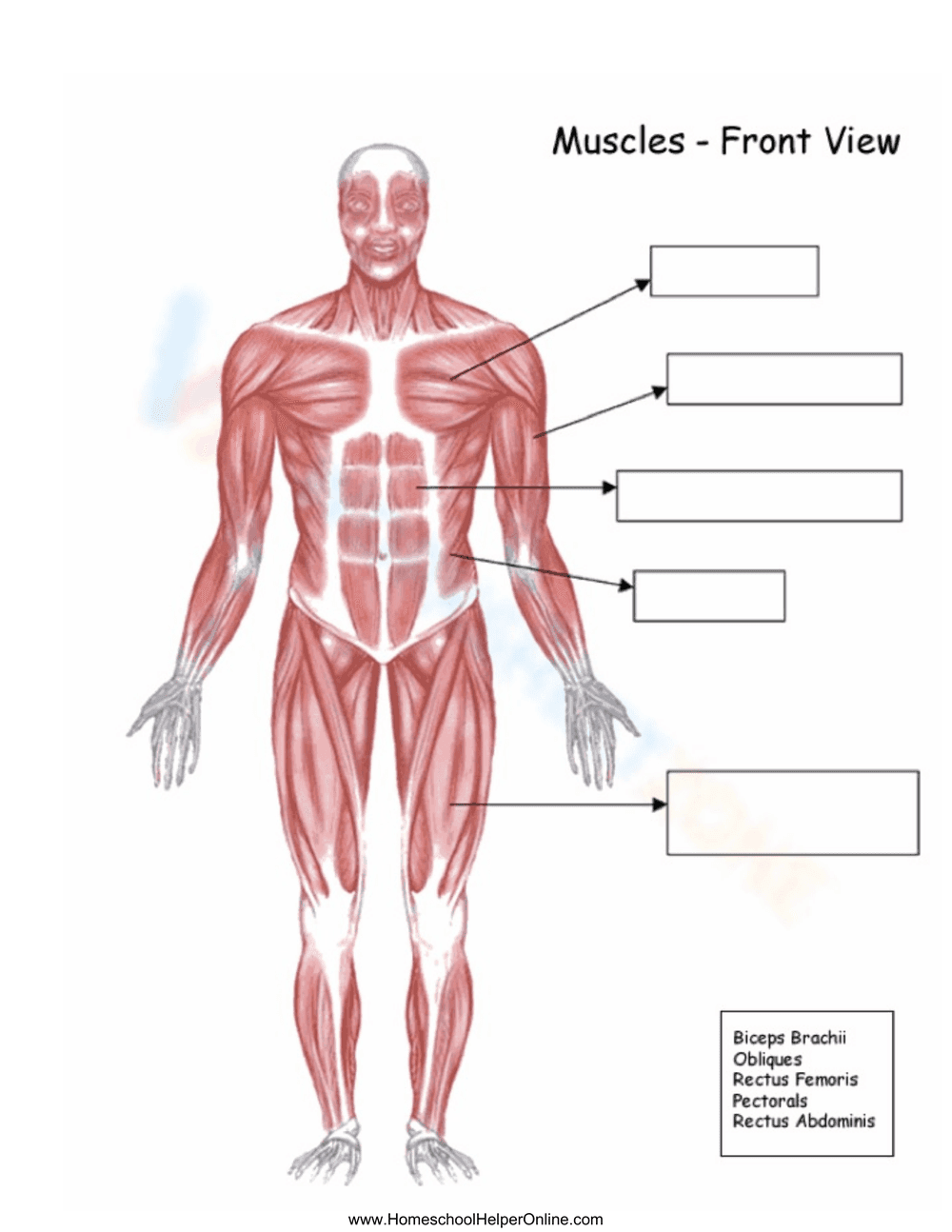 Muscles Front View: Anatomy Learning Guide - Page 1