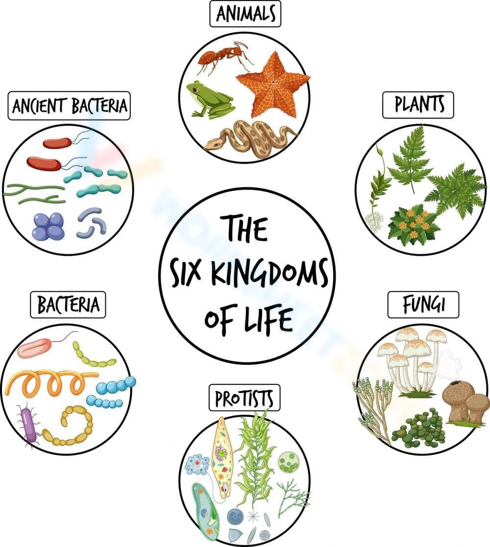 Exploring the Six Kingdoms of Life Worksheet - Page 1