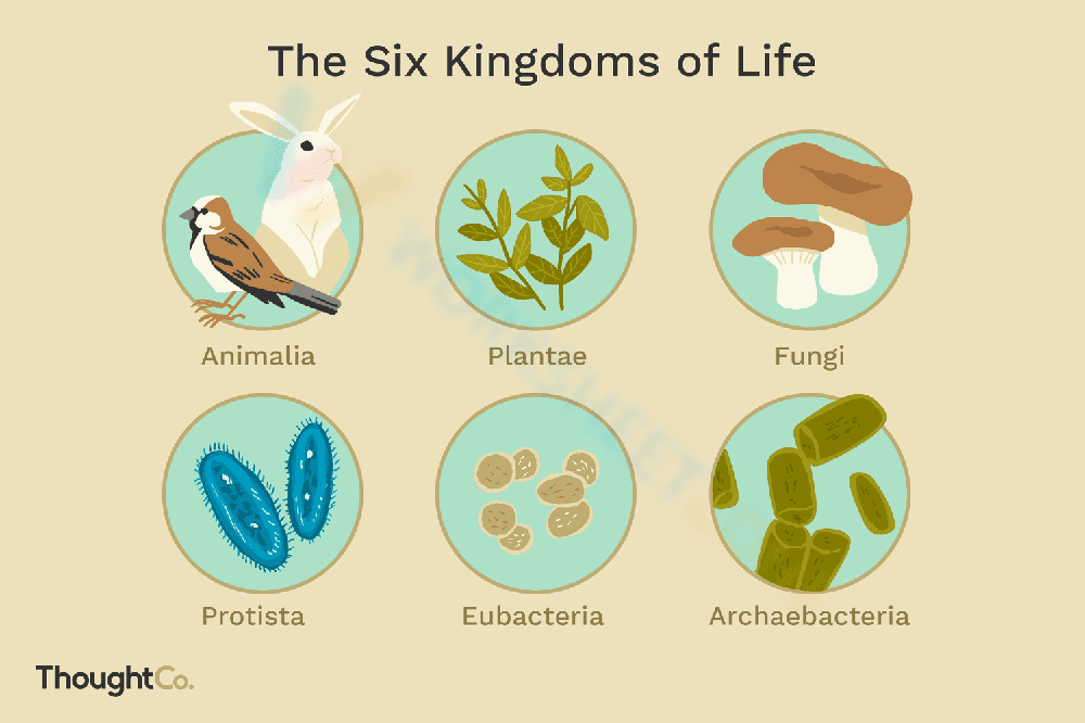 Discover the 6 Kingdoms of Life - Page 1