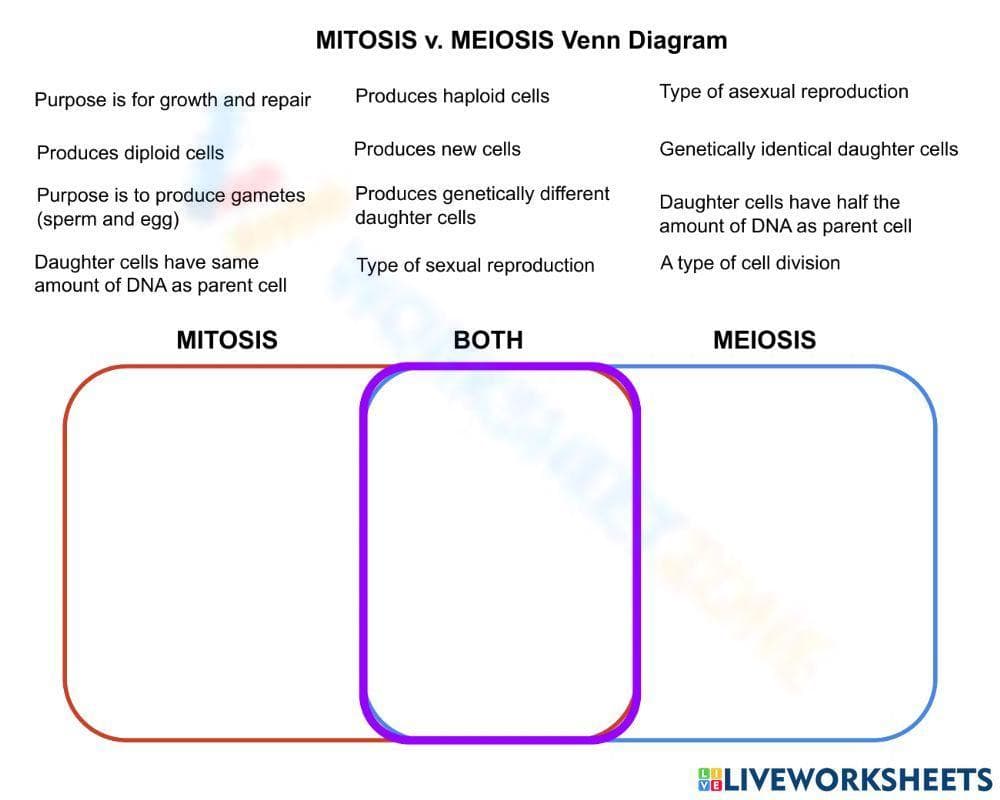 Comparing Mitosis and Meiosis Using a Venn Diagram - Page 1