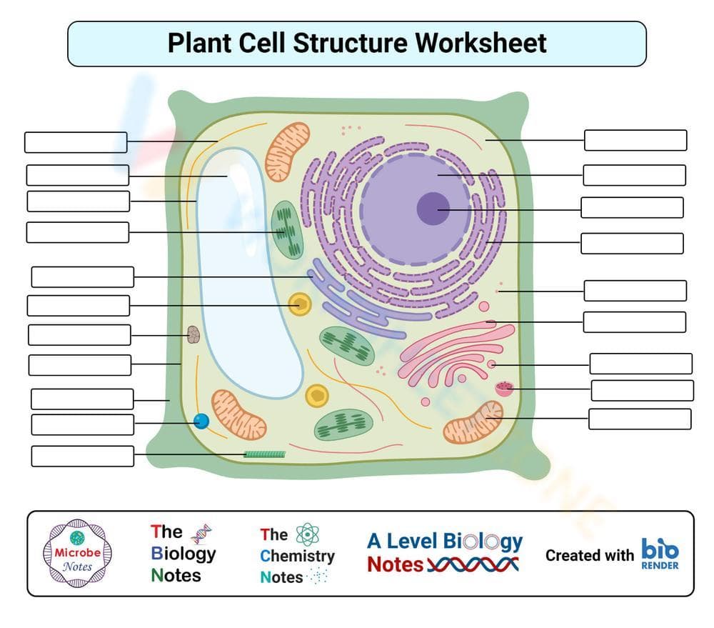 Discover Plant Cell Structure with this Worksheet - Page 1