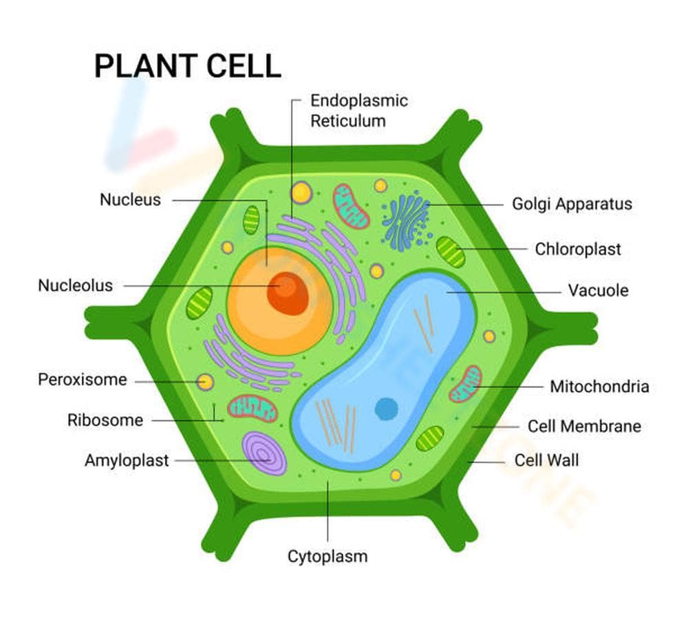 Plant Cell Worksheet: Label and Learn Parts - Page 1