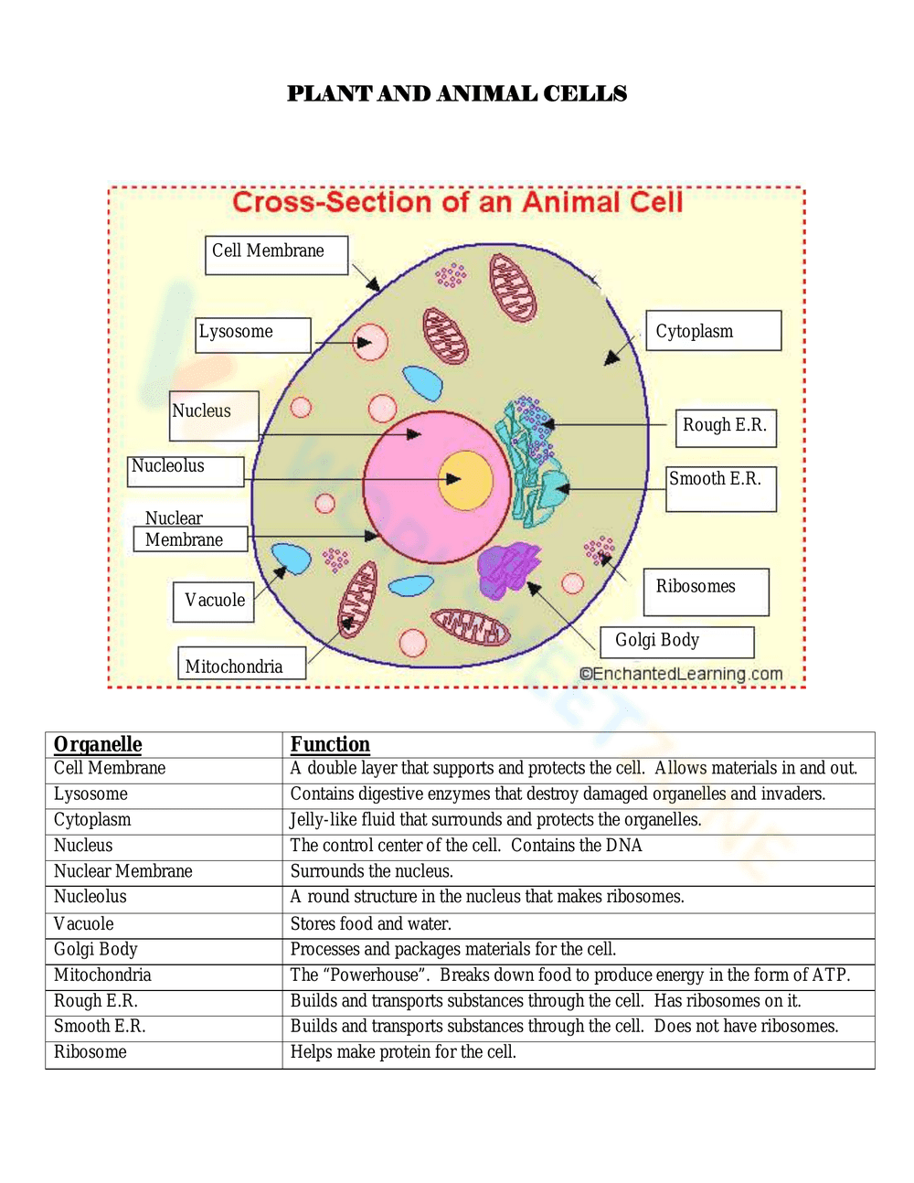 Labeling Plant and Animal Cell Structures Activity - Page 1