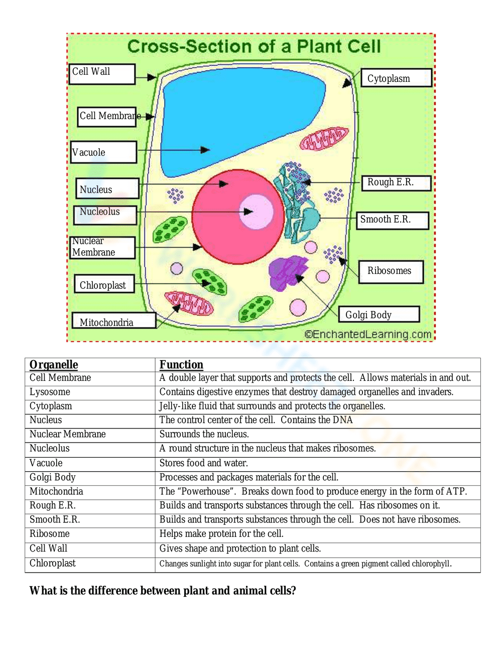 Labeling Plant and Animal Cell Structures Activity - Page 2