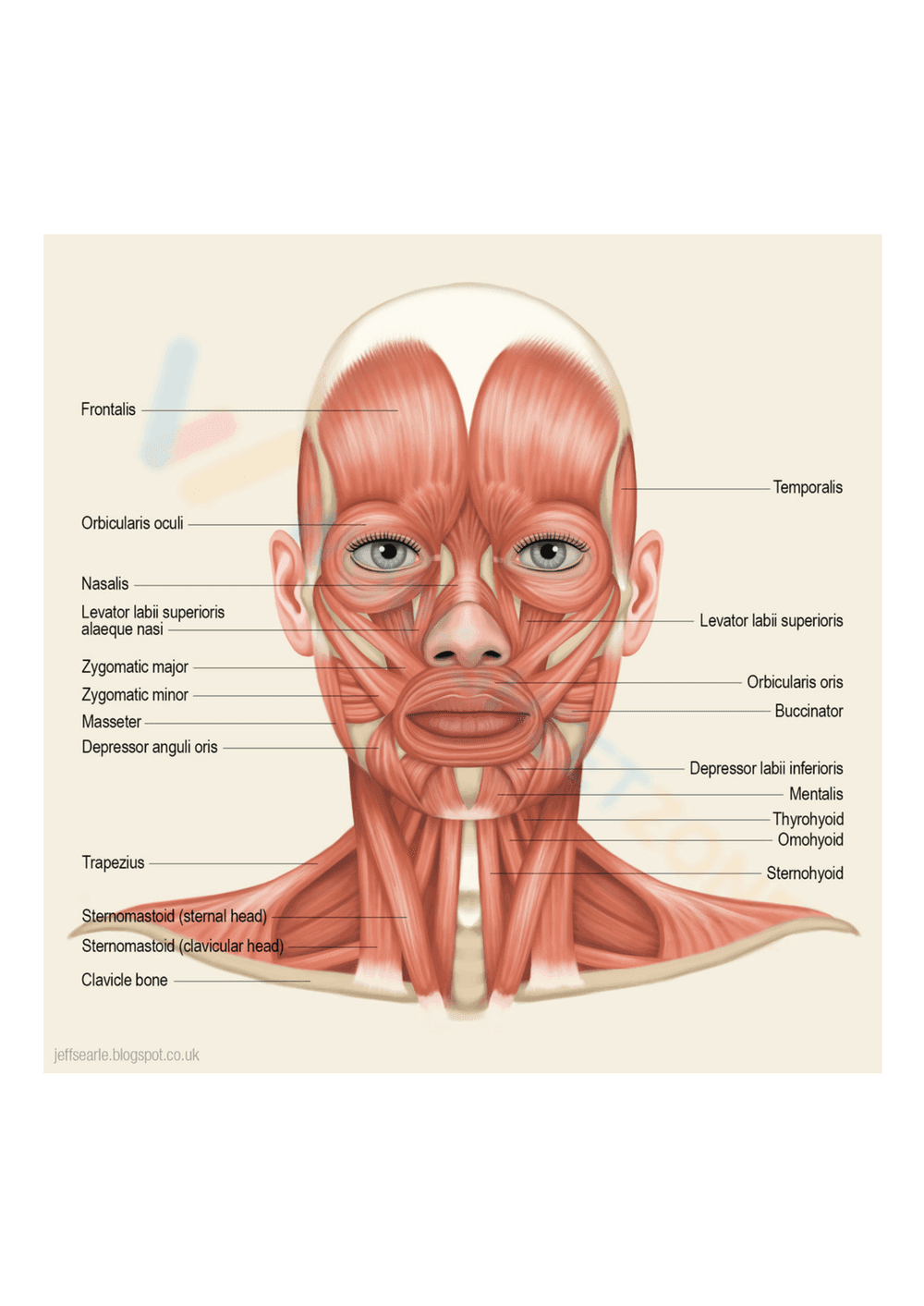Anatomy: Muscles of the Head and Neck Worksheet - Page 1