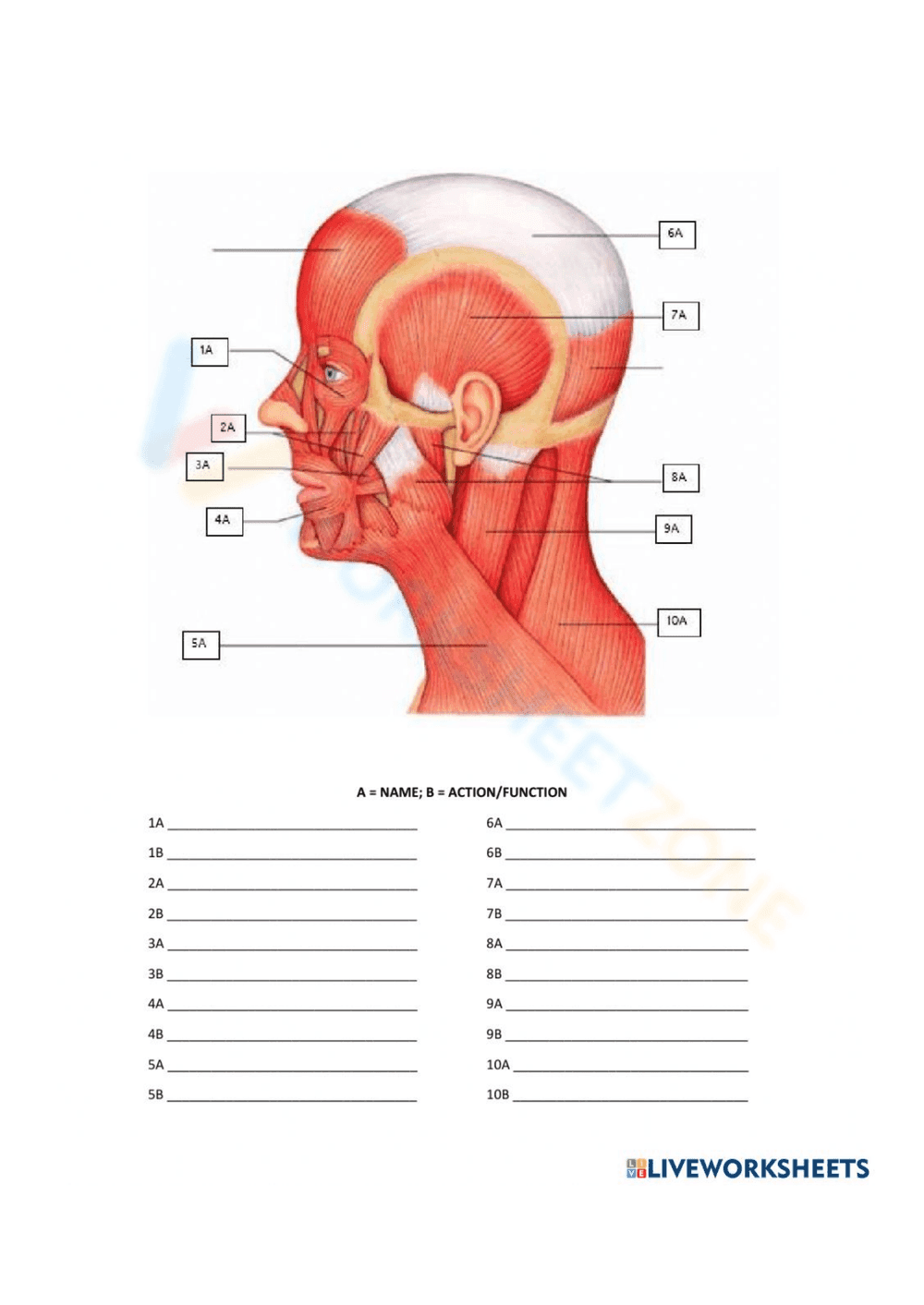 Worksheet: Muscles of the Head and Neck Anatomy - Page 1