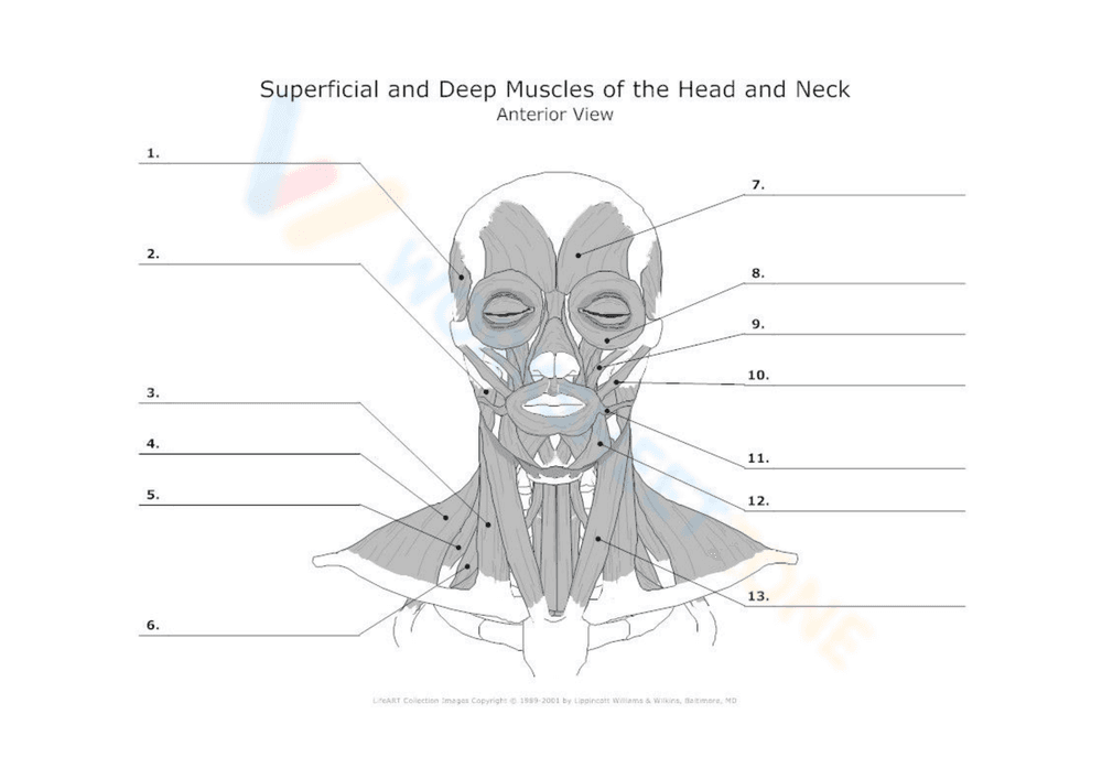 Study the Muscles of the Head and Neck Worksheet - Page 1
