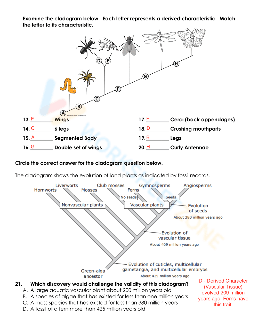 Cladogram Worksheet - Page 3