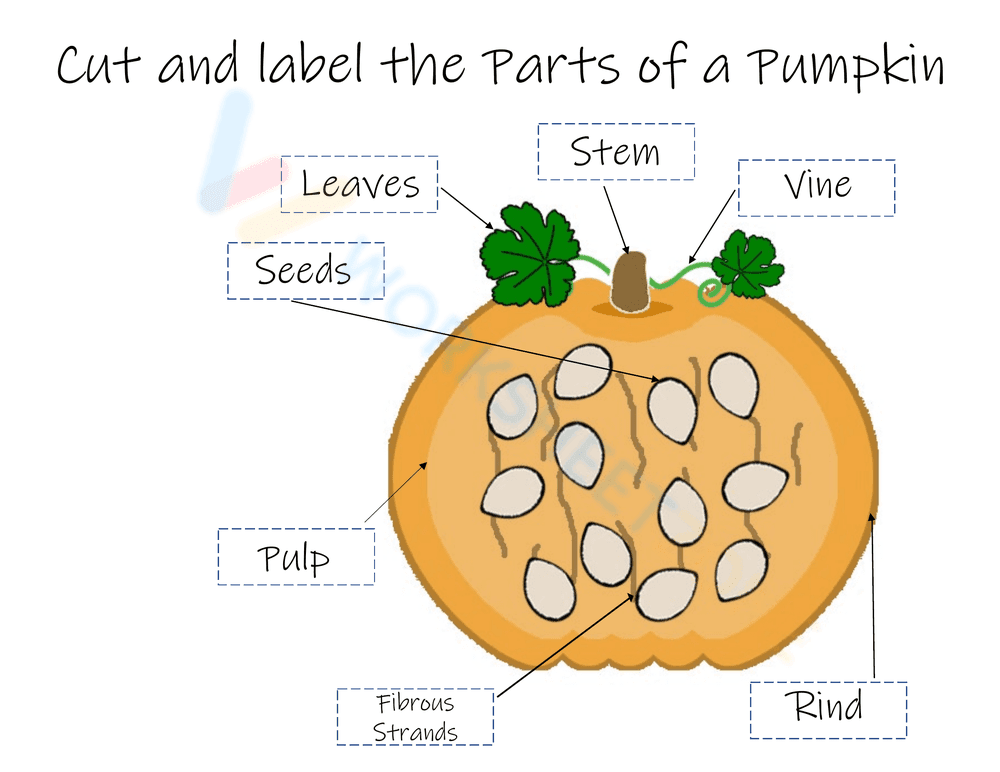 Pumpkin Parts Activity - Page 4
