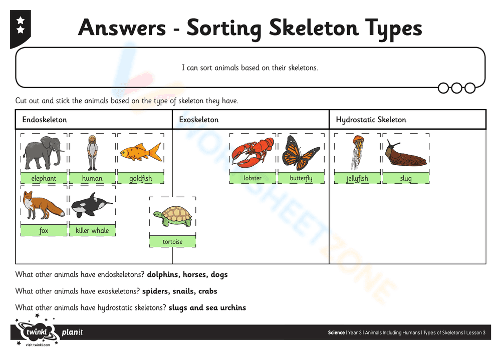 Sorting Skeleton Types Worksheet - Page 8