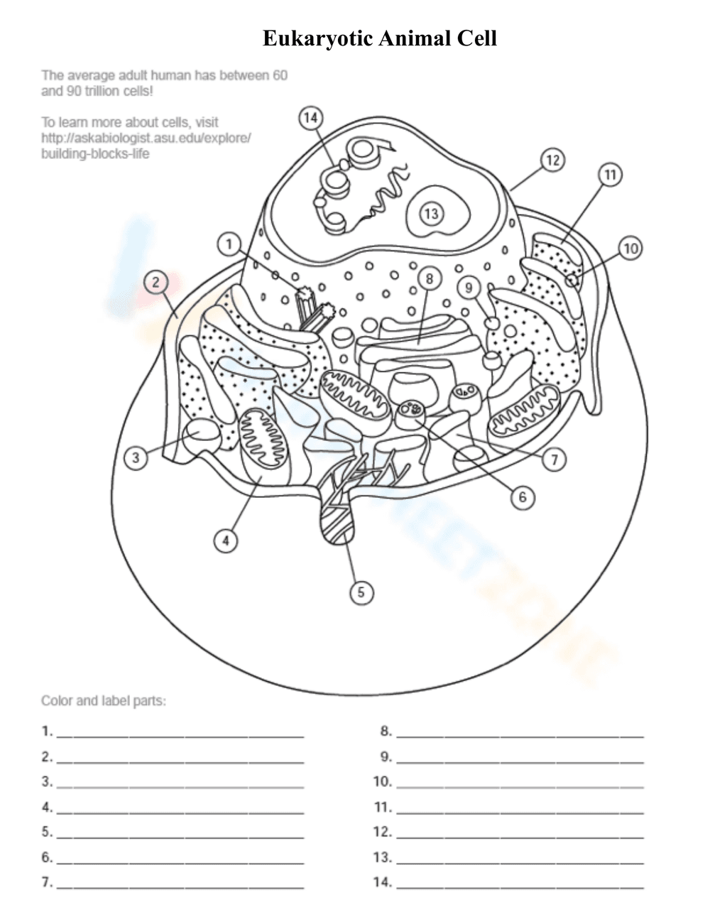 Cell Organelles Worksheet - Page 3