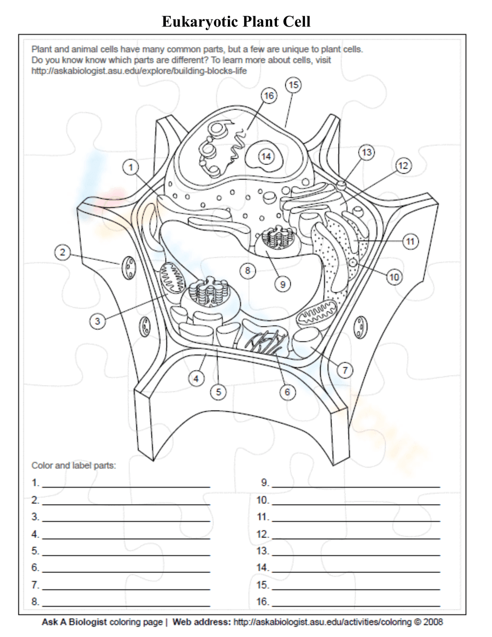 Cell Organelles Worksheet - Page 4