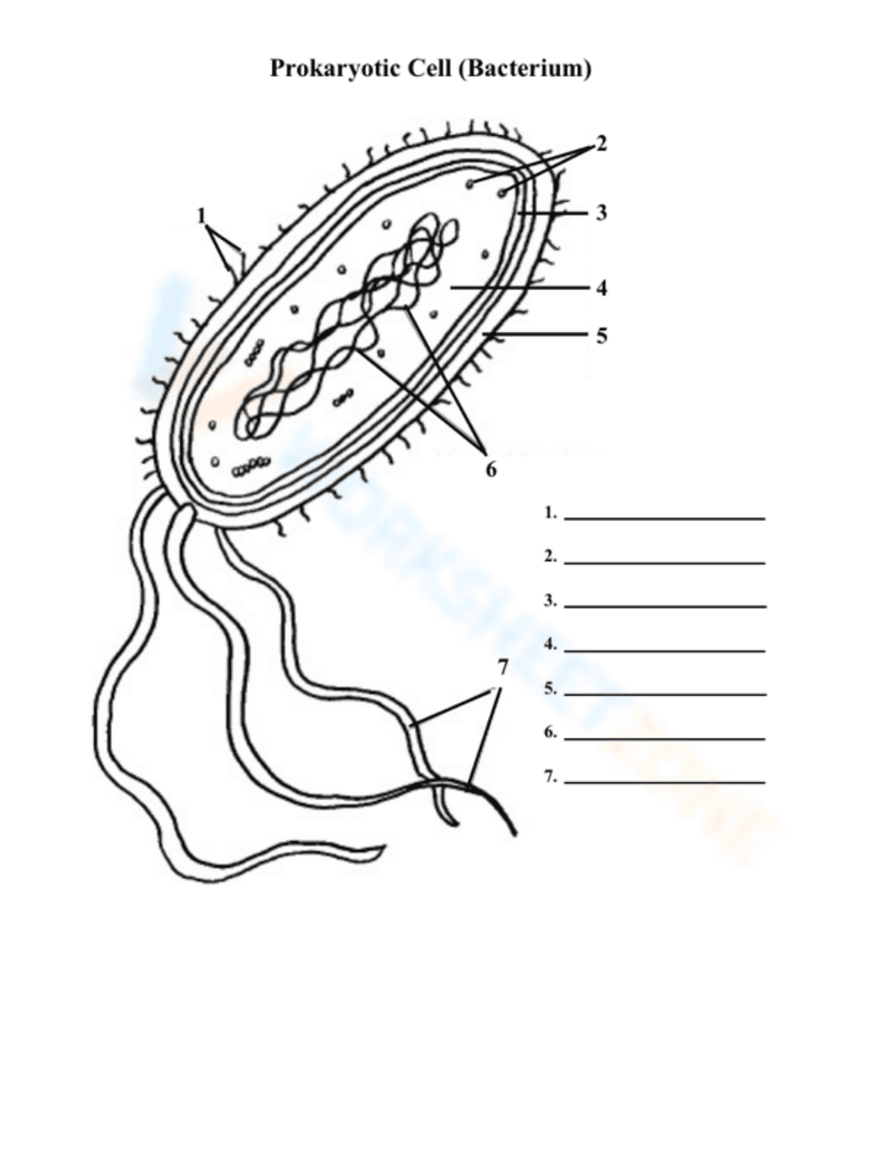Cell Organelles Worksheet - Page 5