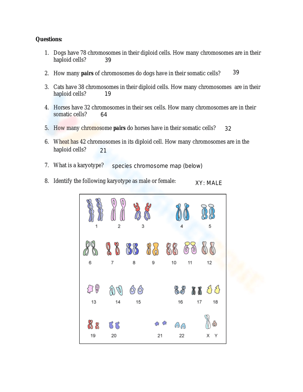Genetics: Chromosome Worksheet for In-Depth Study - Page 2