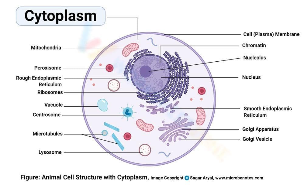 Cytology: Cytoplasm Cell Worksheet for Students - Page 1
