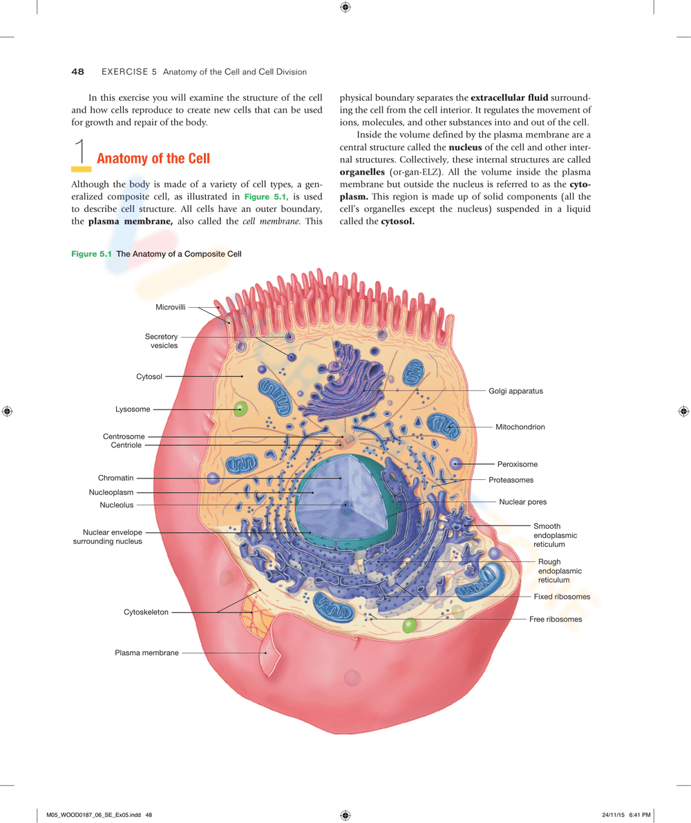 Anatomy of the Cell and Cell Division: Study Guide - Page 2