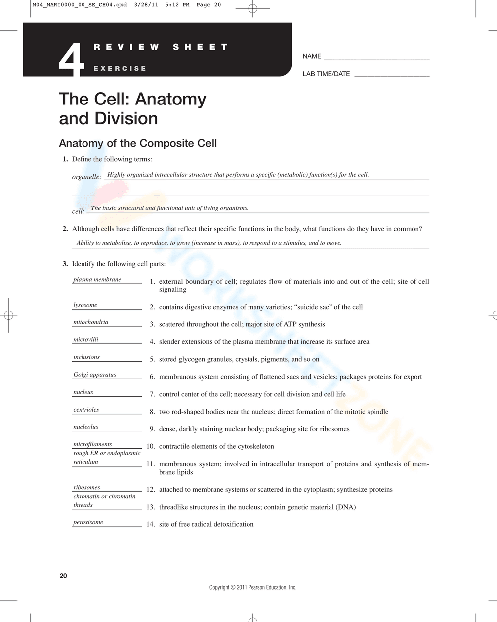 Updated Anatomy of the Composite Cell Worksheet - Page 1