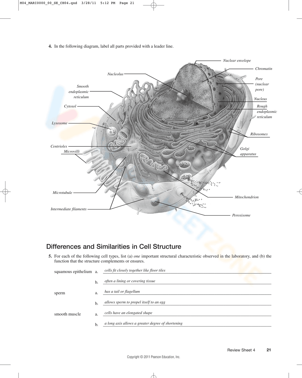 Updated Anatomy of the Composite Cell Worksheet - Page 2