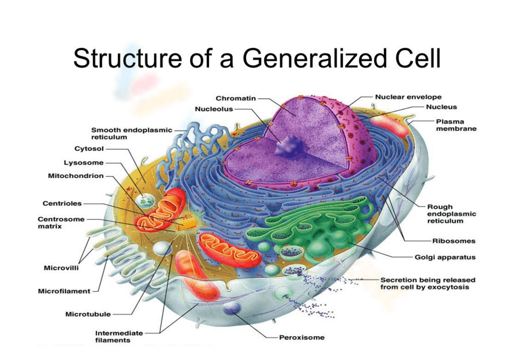 Anatomy of the composite cell worksheet answers - Page 1