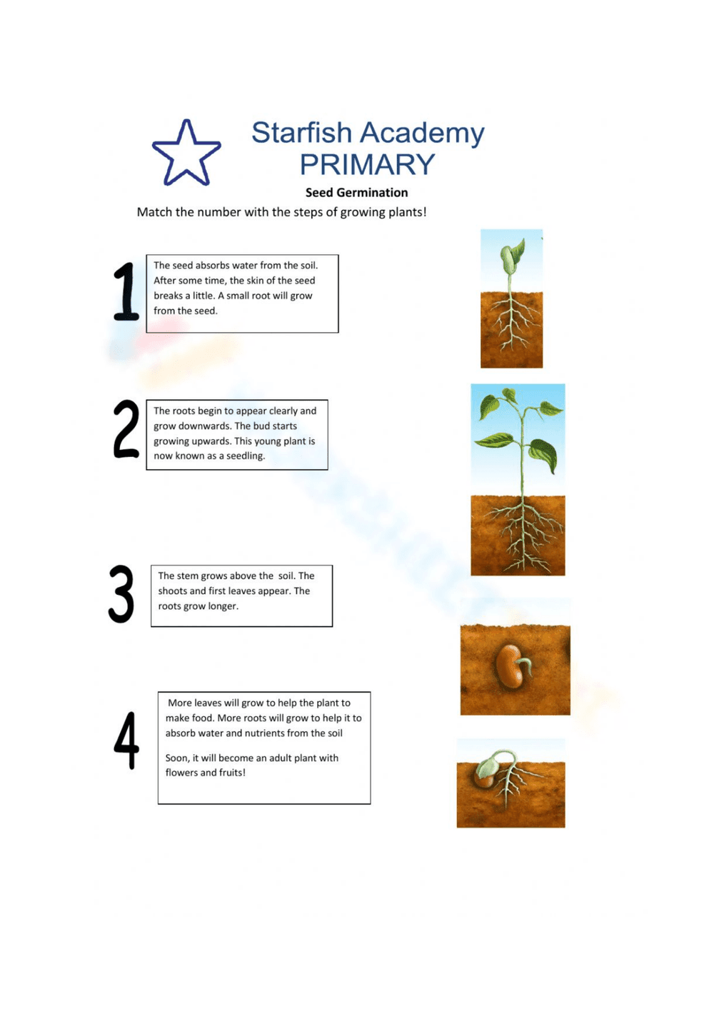 Explore Seed Germination Stages: A Visual Guide - Page 1