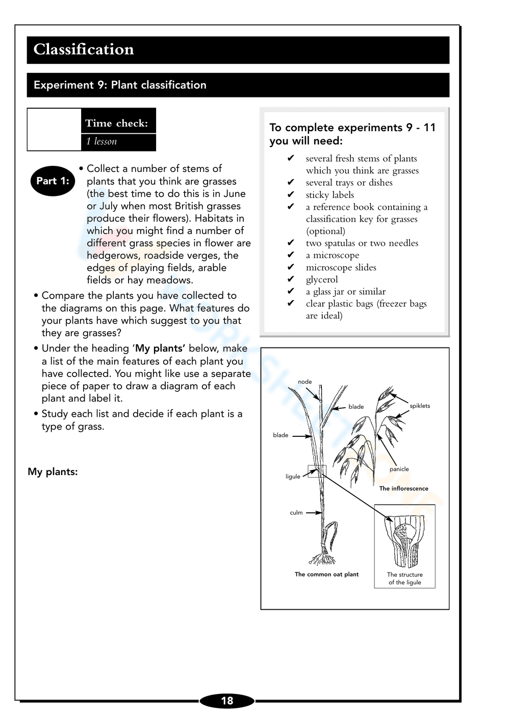 Seed Germination Worksheet: Understand Plant Growth - Page 18