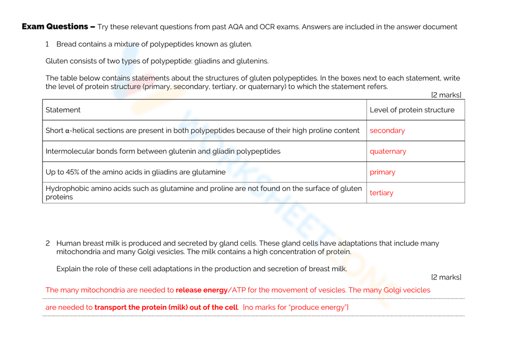 Protein Synthesis Answers Worksheet: Check Your Knowledge - Page 2