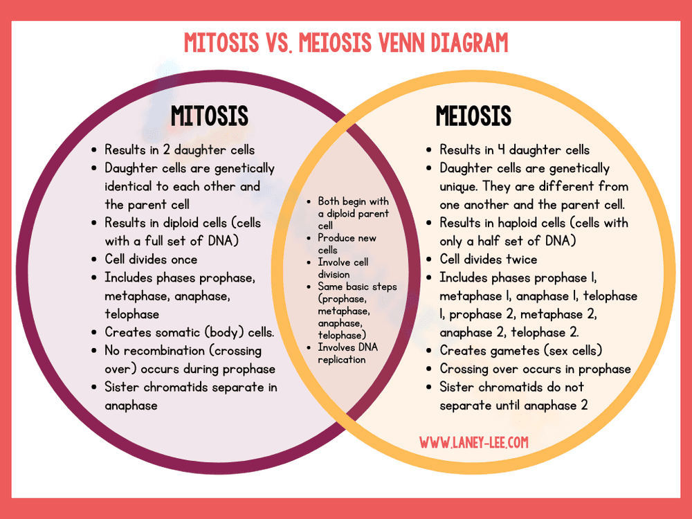 Mitosis or Meiosis Venn Diagram Worksheet - Page 1